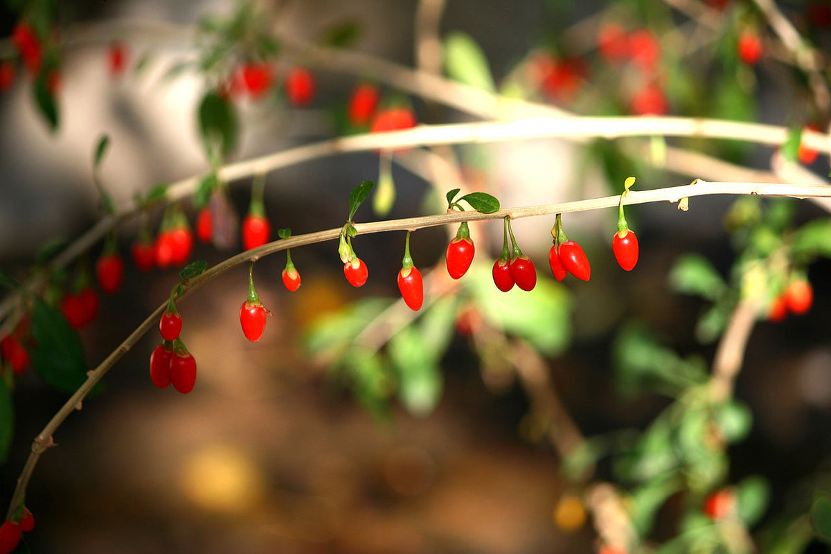 10 Goji Berry Cuttings – Fresh Unrooted Lycium Barbarum for Propagation – Superfruit Plant for Home Garden
