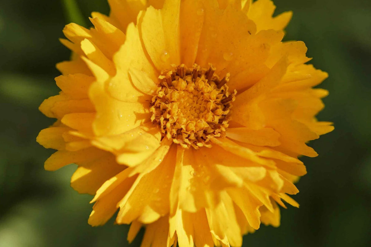 Coreopsis Seeds | Lance Leaf Variety | Non-GMO Wildflower | Coreopsis lanceolata | 100 Seeds Pack