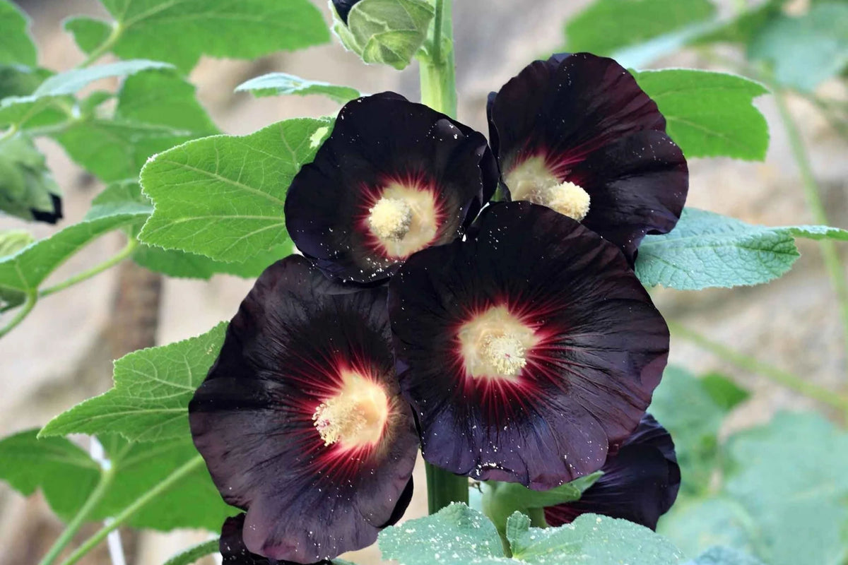 Hollyhock Seeds | Packet | Large Black & Deep Red Flowers | Alcea rosea 'Nigra' | Non-GMO, Easy to Grow