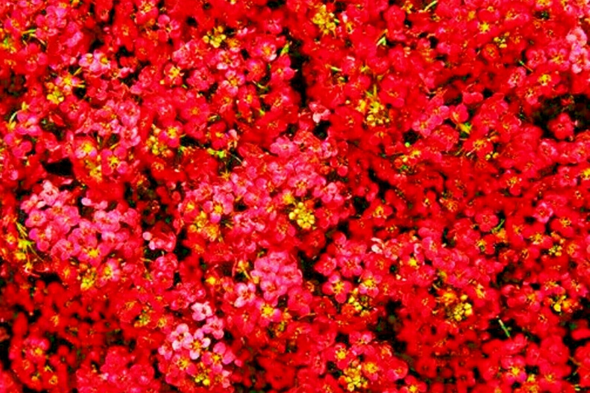Teal Alyssum Seeds | 100 Seeds | Sweet Carpet Flower | Lobularia maritima | Brassicaceae | Low Maintenance & Fragrant