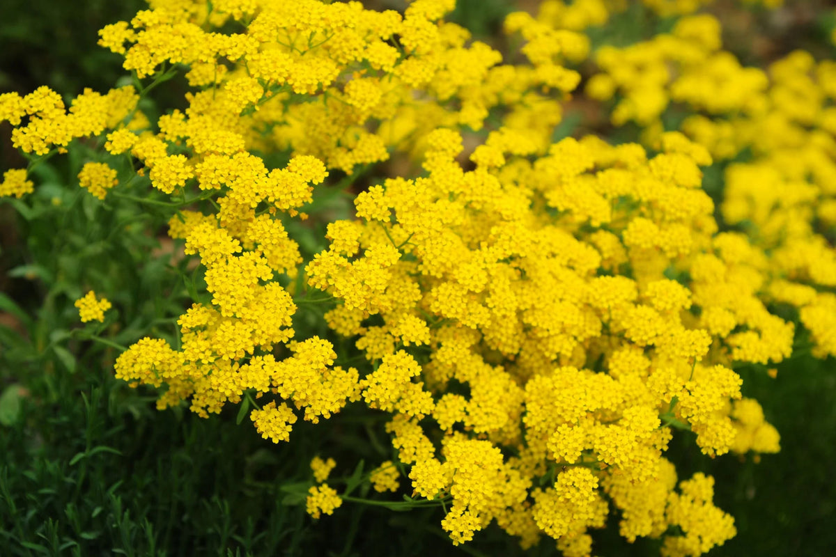 Basket Of Gold Alyssum Seeds, Non-GMO, Golden Yellow Blooms, Aurinia saxatile, Groundcover, USDA Zones 3-9, Easy to Grow