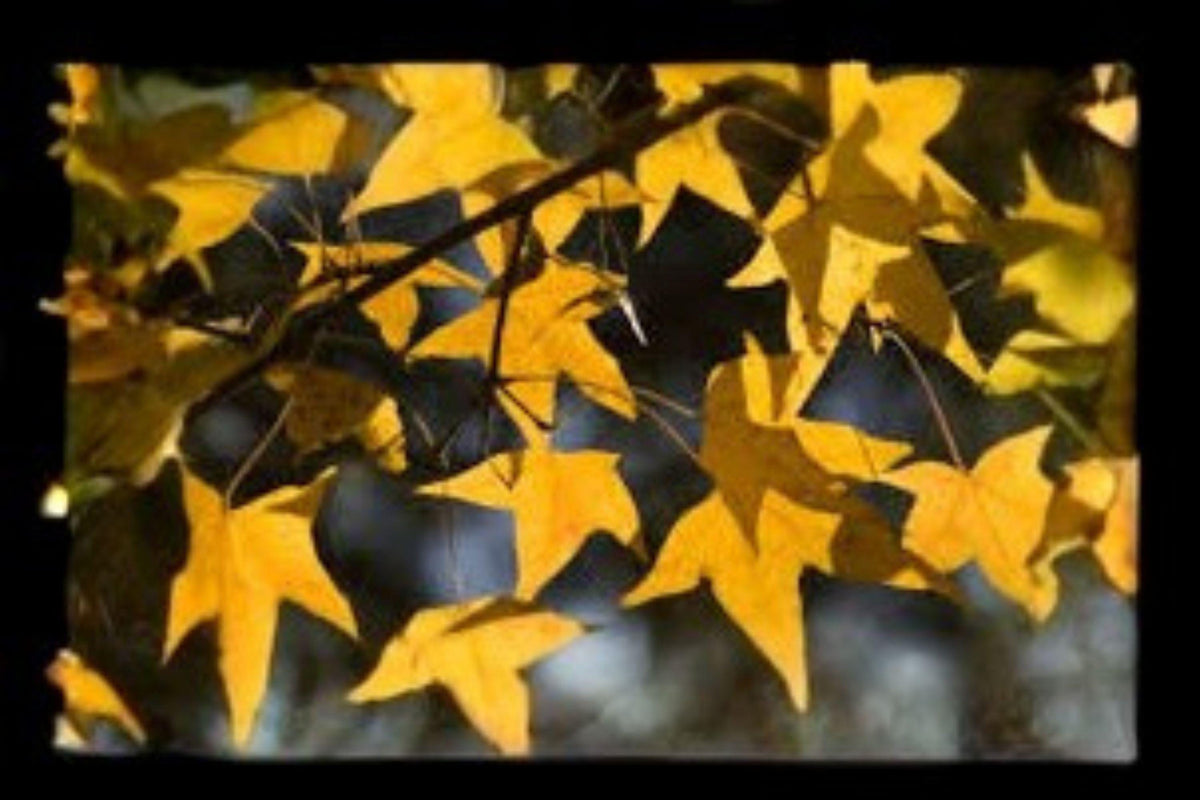 Acer Mono Tree Seeds - Painted Maple, Brilliant Fall Foliage - 10 Seeds for Planting
