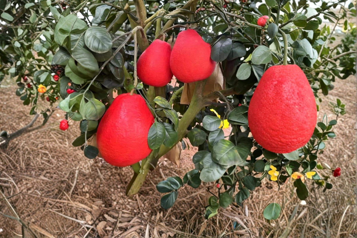Red Pomelo Cuttings - 3 Unrooted Citrus Cuttings (Citrus paradisi) - Chinese Grapefruit for Grafting or Rooting