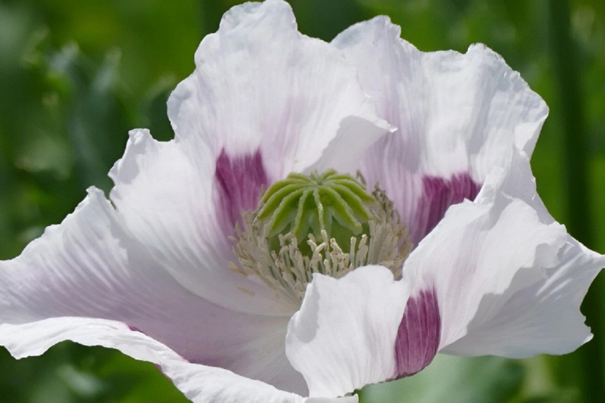Organic Poppy Seeds 20,000 Count Czech Republic Papaver somniferum for Planting - Opium Poppy Flower Garden Seeds
