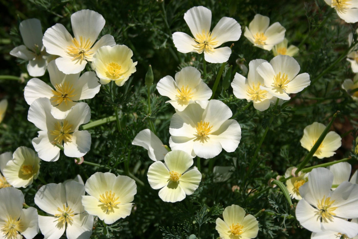 White Linen California Poppy Seeds - Eschscholzia californica - Drought Tolerant, Non-GMO, White Blooms, Pollinator Friendly