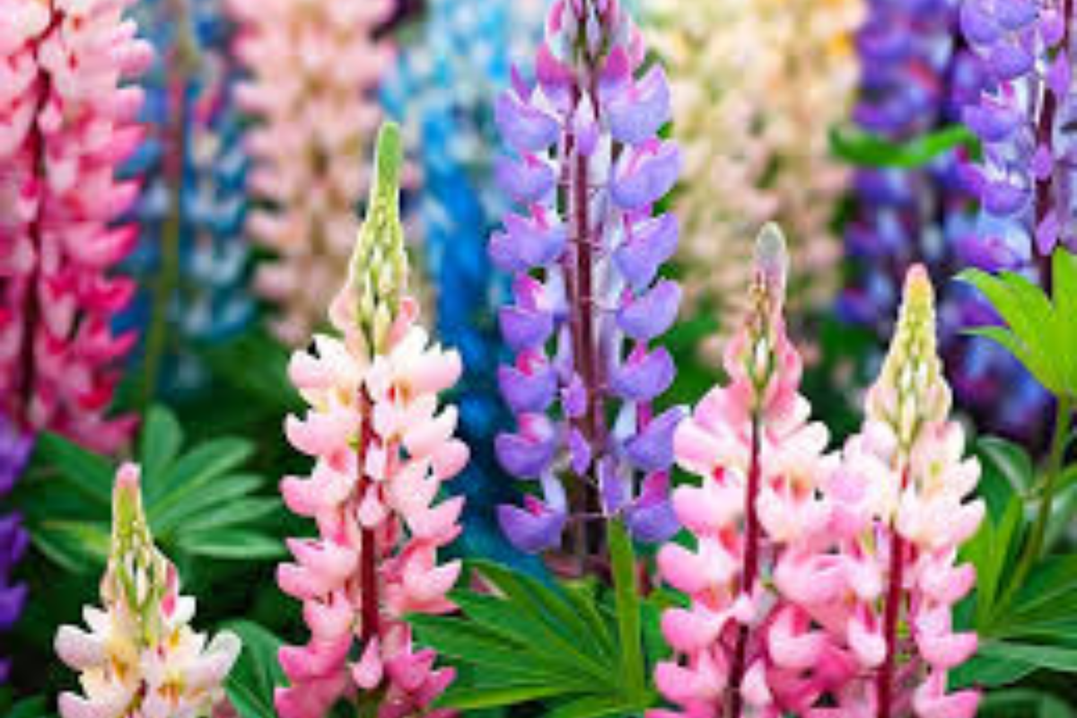 Pixie Delight Lupine Seeds - Non-GMO - Colorful Blue & Purple Flowers - Lupinus polyphyllus - 50 Seeds for Garden