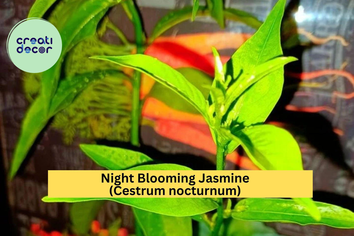 Night Blooming Jasmine Plant - 10 Inch Fragrant Flowering Shrub - Cestrum nocturnum - Evergreen for Tropical Gardens
