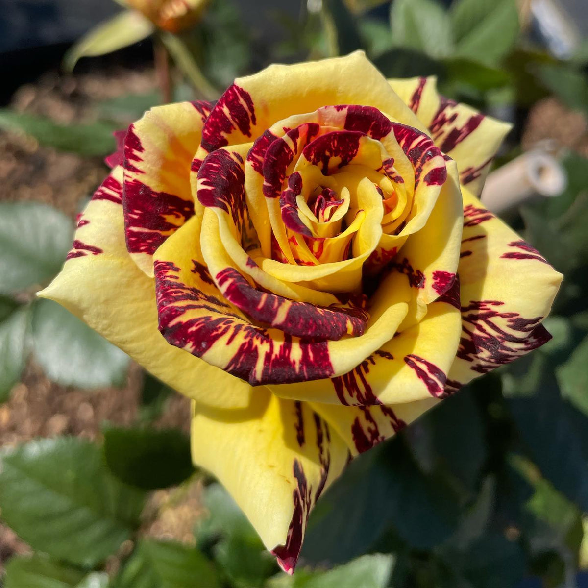 Simsalabim Rose Bush | Bare Root Live Starter Plant | Rare Bi-Color Hybrid Tea Rose - Red & Yellow Striped, Rosa hybrid