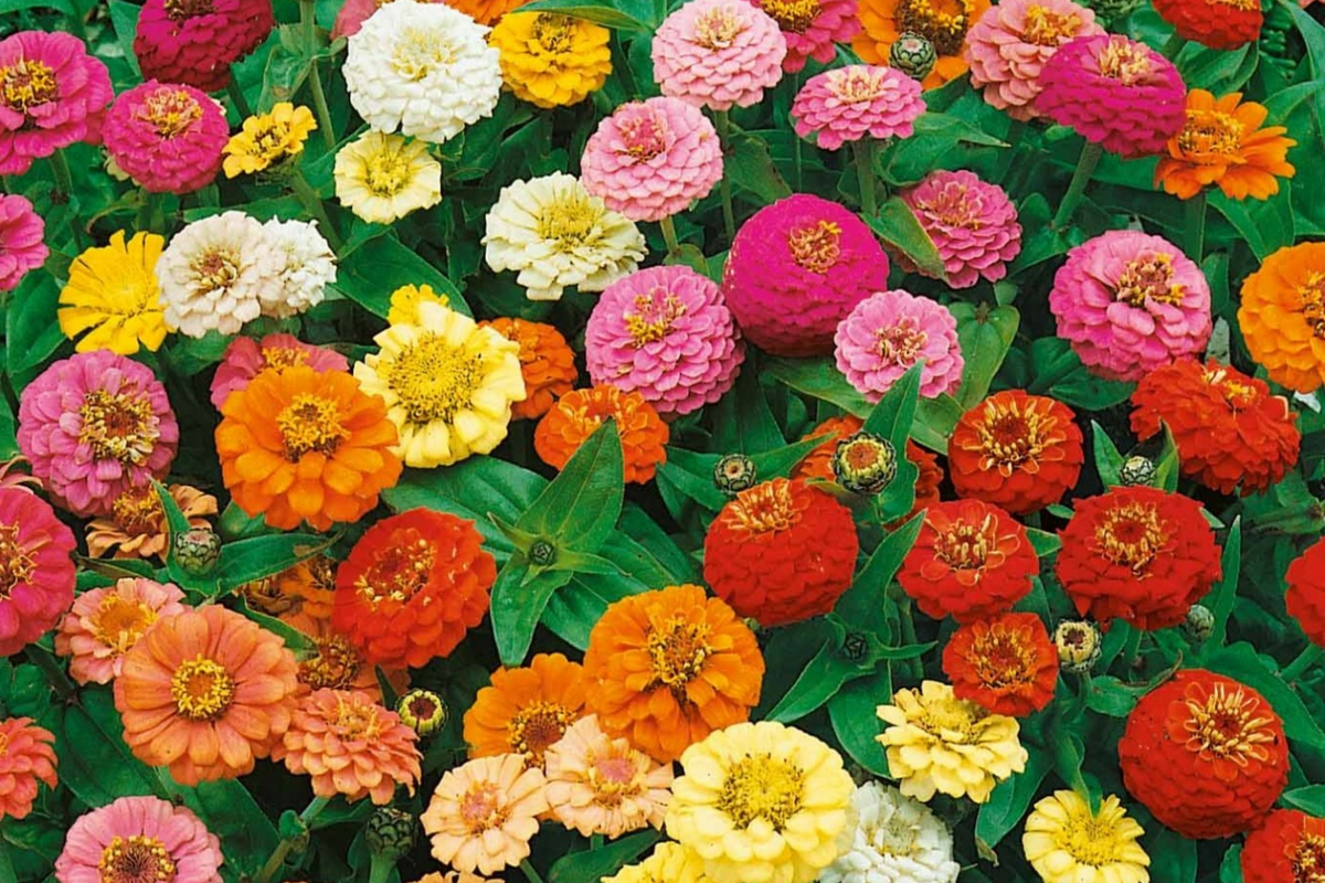 Calendula Seeds - Pacific Beauty Mix - Heirloom Edible Flowers - Calendula officinalis - Organic Gardening 100 Seeds