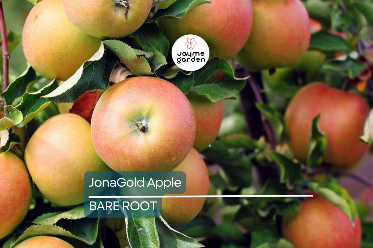 Live JonaGold Apple Tree 2-3ft Bare Root | Sweet-Tart Apples | Malus domestica 'JonaGold' | Cold Hardy Zones 4-8