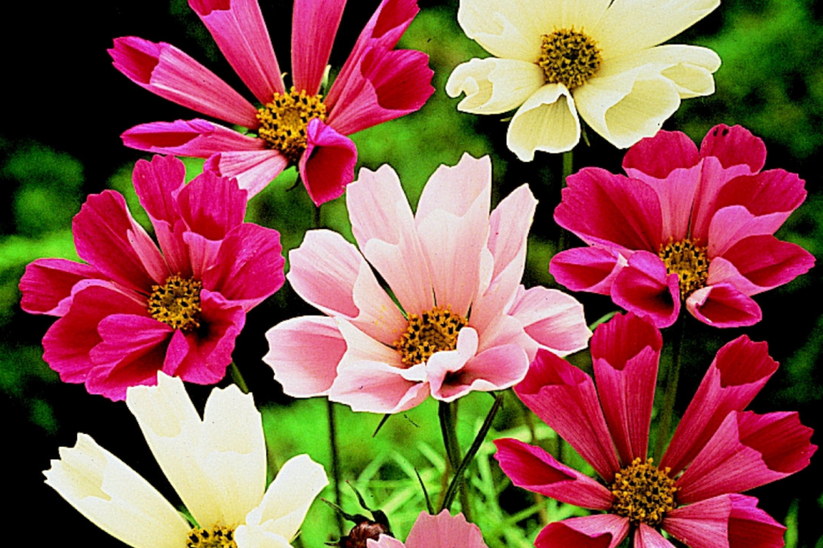 Cosmos Flower Seeds - Sea Shell Variety - Packet of 100 Seeds - Cosmos bipinnatus - Vibrant Pollinator-Friendly Blooms