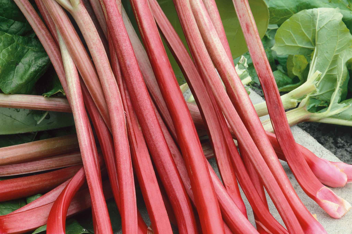 Victoria Rhubarb Seeds - Red Perennial Vegetable Seeds (Rheum rhabarbarum) - USA Grown, 2025 Fresh Stock - 50 Seeds Packet