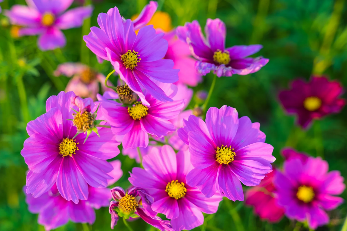 Gloria Cosmos Seeds | Non-GMO Annual Flower Seeds | Colorful Cosmos bipinnatus | Bulk Options: 100-2,000 Seeds