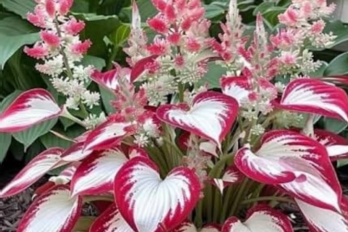 15 Pcs Hosta Seeds | Rare Caladium Indoor Plants | Unique Varieties for Home Garden | Hosta spp.