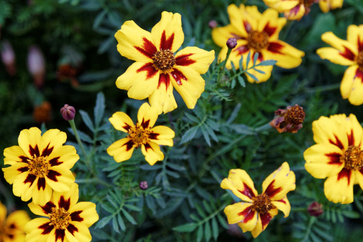 Dainty Marietta Dwarf Marigold Seeds - Yellow & Red Blooms, Tagetes patula, Non-GMO, Pest Repellent, USDA Zones 1-10