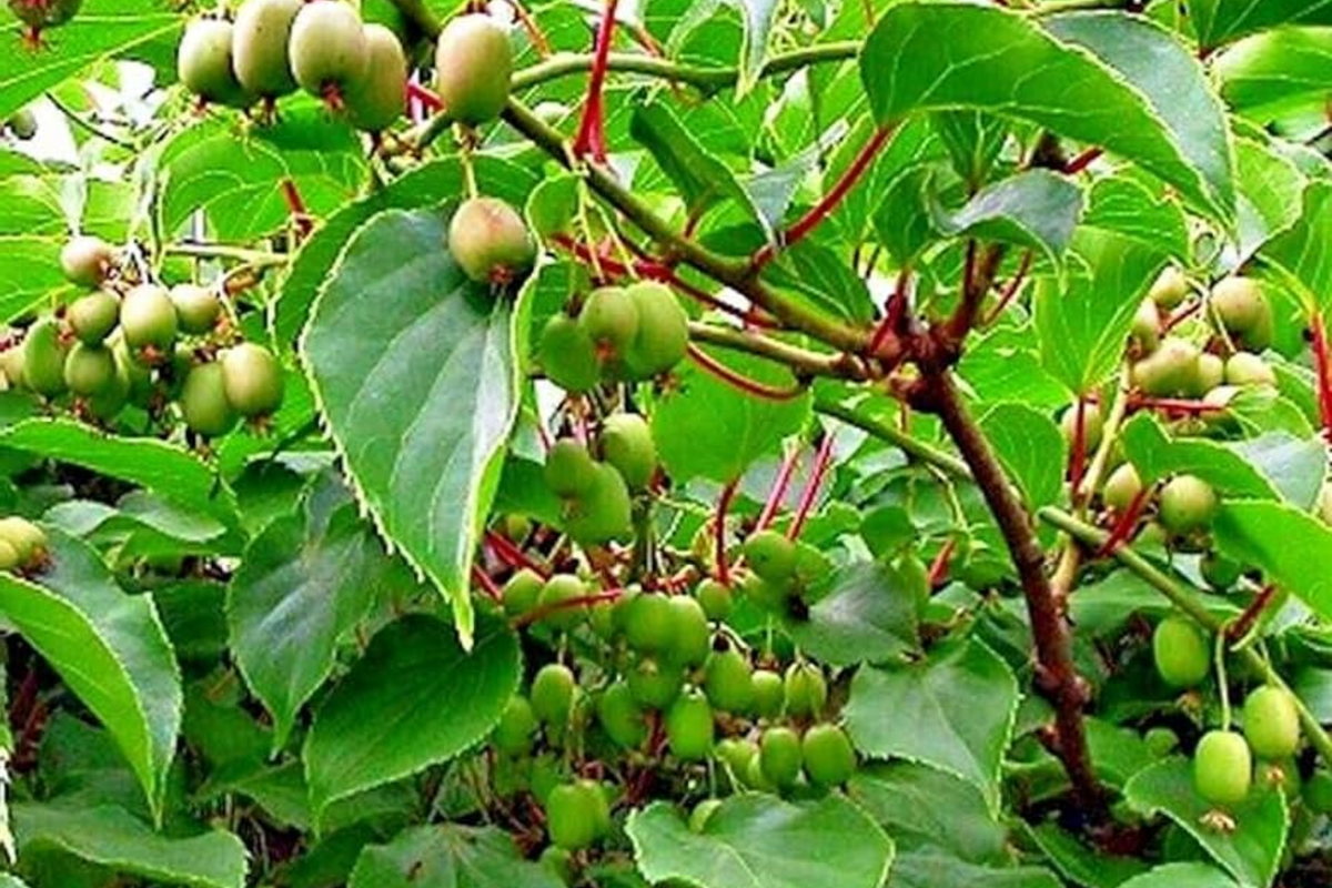 Issai Kiwi Seeds - Arctic Grape Berry Superfruit - Actinidia arguta - Cold Hardy Fast Growing Vine for Gardens