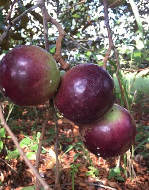 4 Star Apple Tree Cuttings | 5–6" Unrooted Grafting Wood | Chrysophyllum cainito | Tropical Caimito Fruit Tree