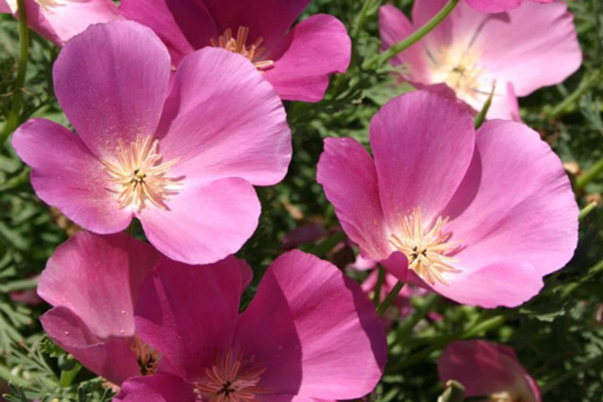 Purple Gleam California Poppy Seeds - Pink & Lavender Blooms, Drought Tolerant, Eschscholzia californica, Non-GMO, USDA Zones 3-10