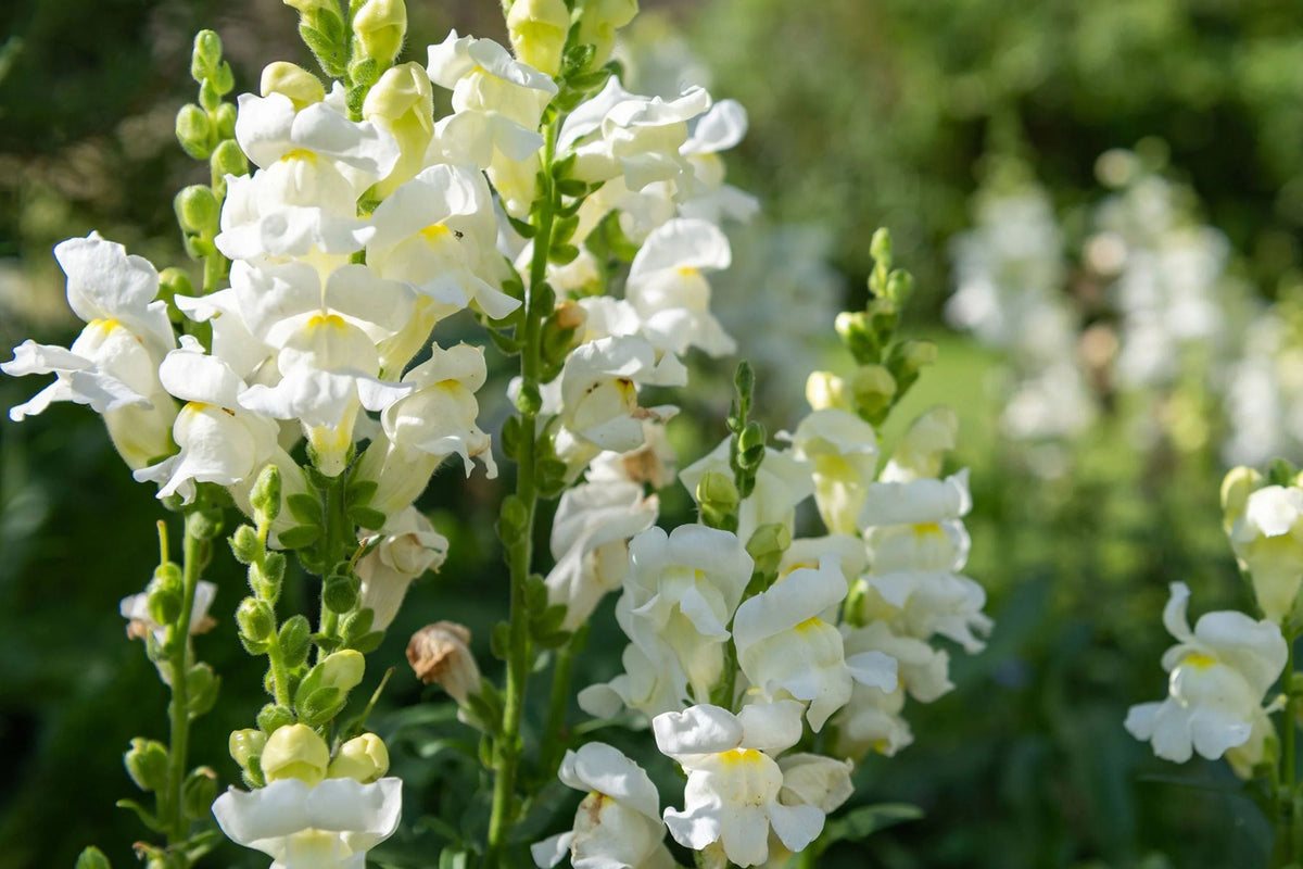 Snowflake Snapdragon Seeds | Pure White Blooms | Antirrhinum majus | Pollinator Friendly | Non-GMO | USDA Zones 3-9