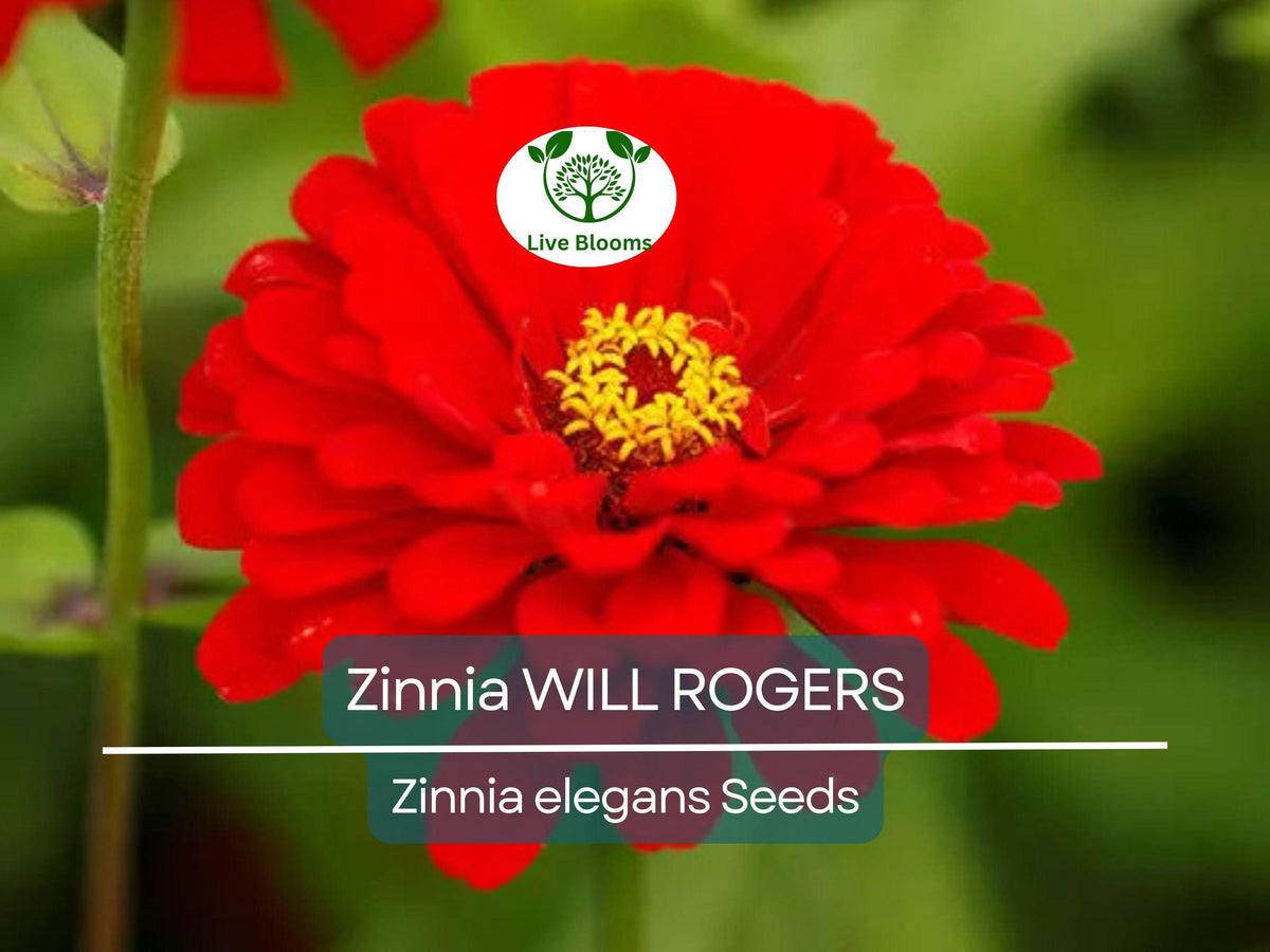 200 Seeds Zinnia WILL ROGERS Hummingbird Red, Non-GMO, Zinnia elegans, Attracts Pollinators, Bright Red Blooms for Garden Planting