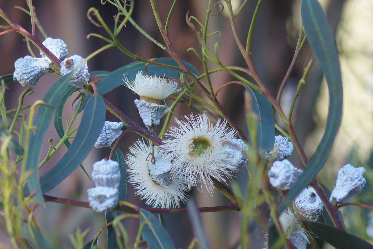 Blue Gum Eucalyptus Starter Plant 1'-2' Tall Aromatic Tree Eucalyptus globulus for Garden Landscaping Essential Oils
