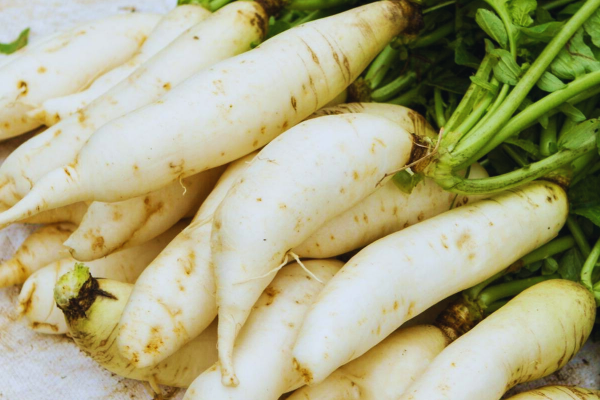 Daikon Radish Seeds | Japanese Minowase Variety | Non-GMO | Raphanus sativus var. longipinnatus