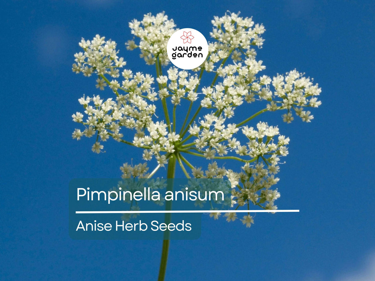 Anise Herb Seeds 250mg - Aromatic Culinary Variety Pimpinella anisum - Heirloom Edible Seeds for Tea and Baking