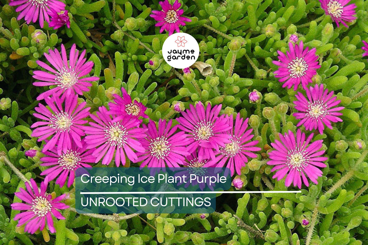 10 Cuttings Creeping Ice Plant | Purple/Pink Blooms | Drought-Tolerant Ground Cover Succulent | Delosperma sp.