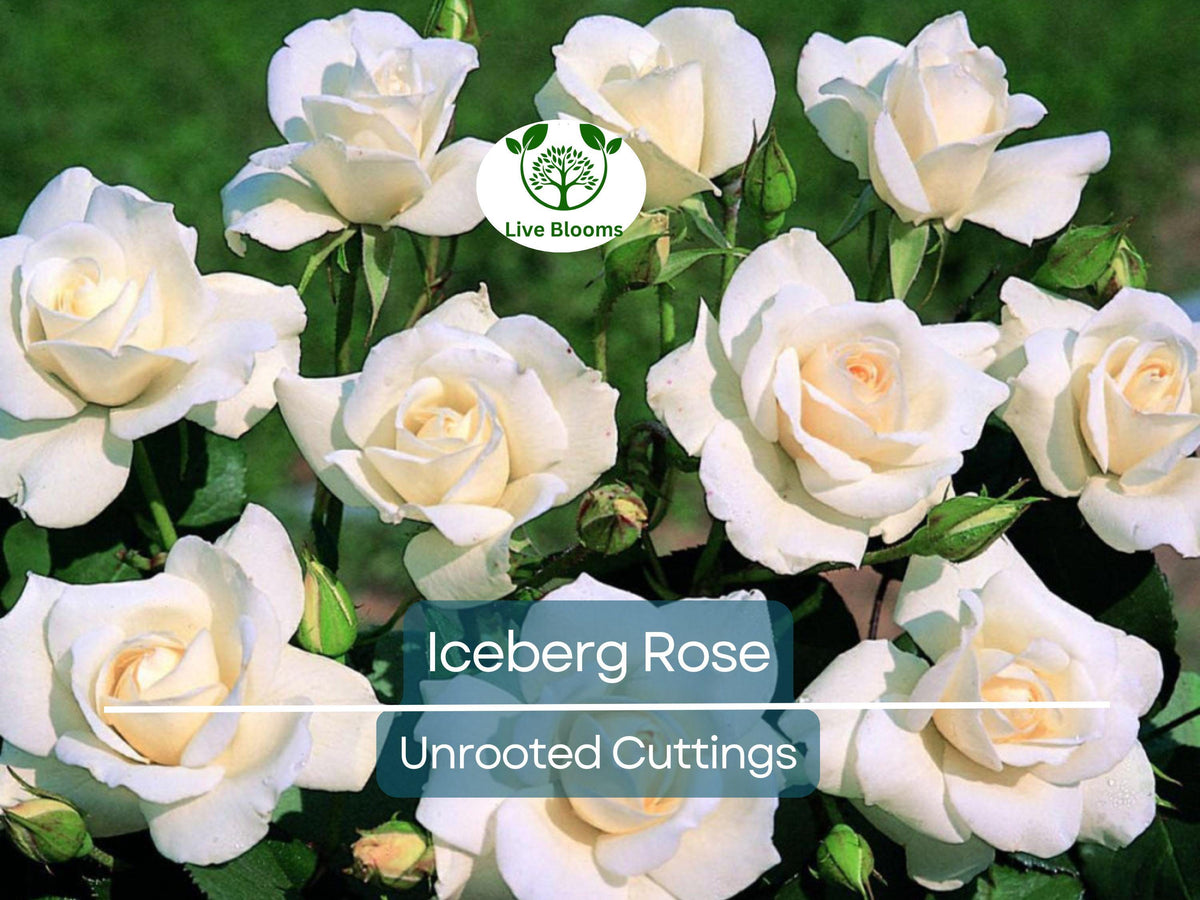 4 Iceberg Rose Unrooted Cuttings, Rosa 'Iceberg', White Blooms, Easy to Root, Perfect for Propagation and Landscaping