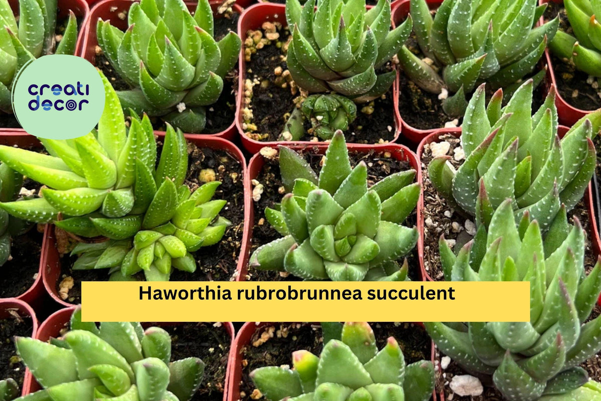 Haworthia Rubrobrunnea Succulent in 2” Planter | Reddish-Green Mini Indoor Plant | Low-Maintenance Home Decor