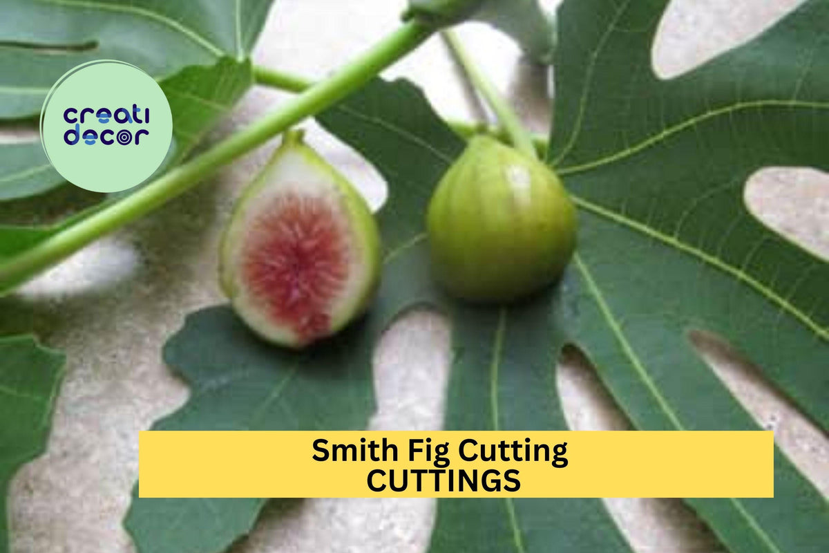 Smith Fig Cutting - Unrooted Hardwood - Rare Heirloom Variety - Ficus carica ‘Smith’ - Sweet Flavor for Home Orchards