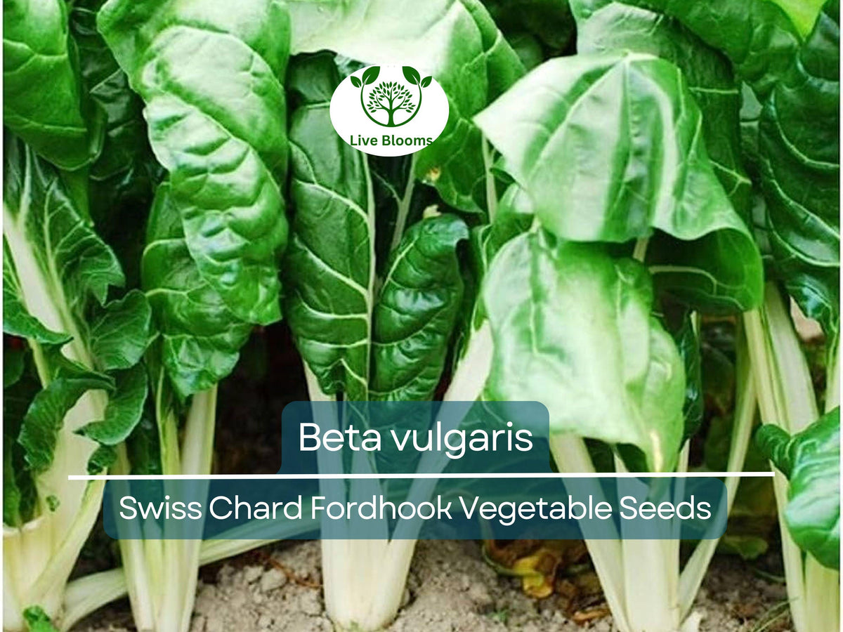 Swiss Chard Seeds 1 Gram Fordhook Heirloom (Beta vulgaris) - Nutritious Greens for Home Gardening, Cold-Hardy & Versatile