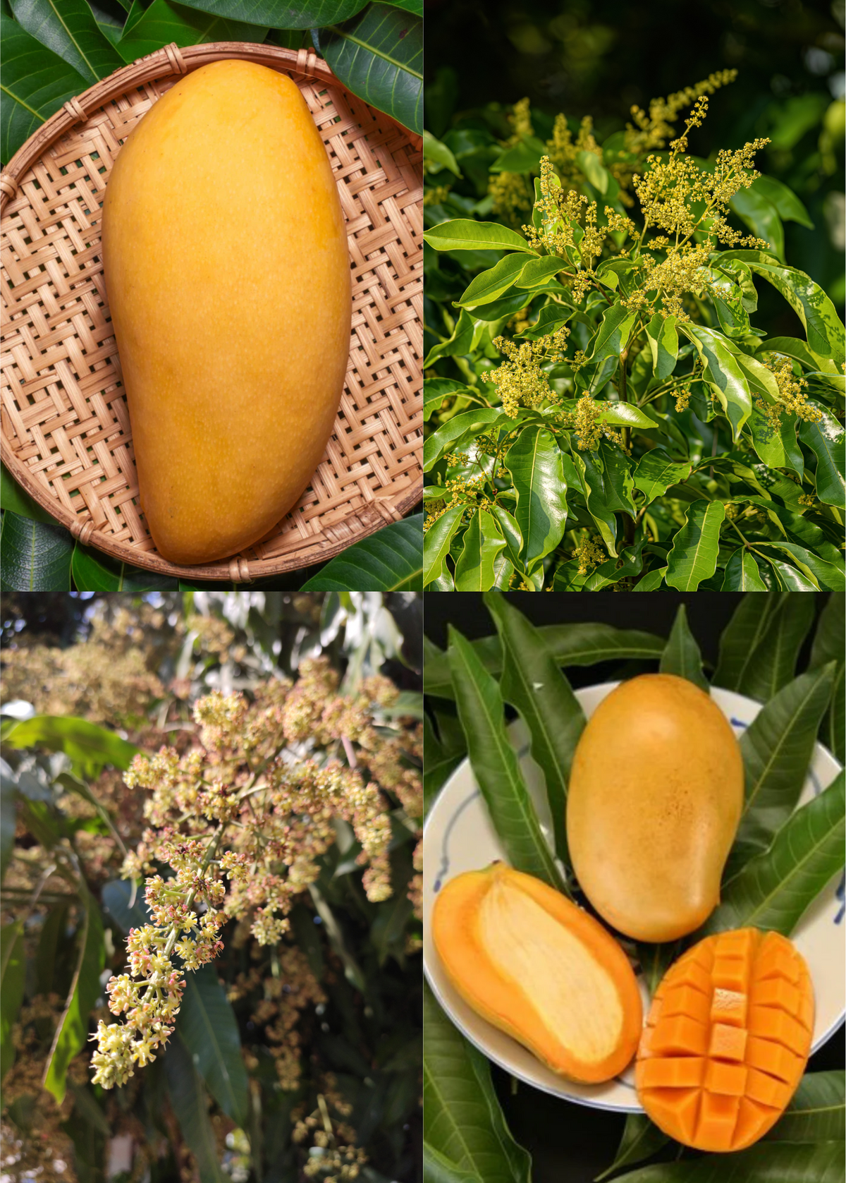 Mango Tree Bundle - Grafted 'Mallika' & 'Nam Doc Mai' - Sweet, Fiberless Dessert Varieties - Tropical Fruit Plants