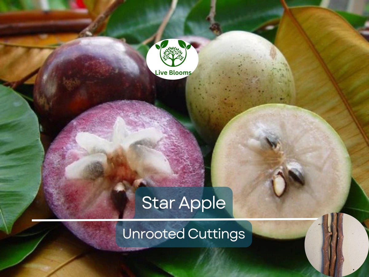 4 Star Apple Cutting 5-6" Unrooted for Grafting - Tropical Fruit Tree (Annona sp.) - Exotic Caimito Propagation Plant