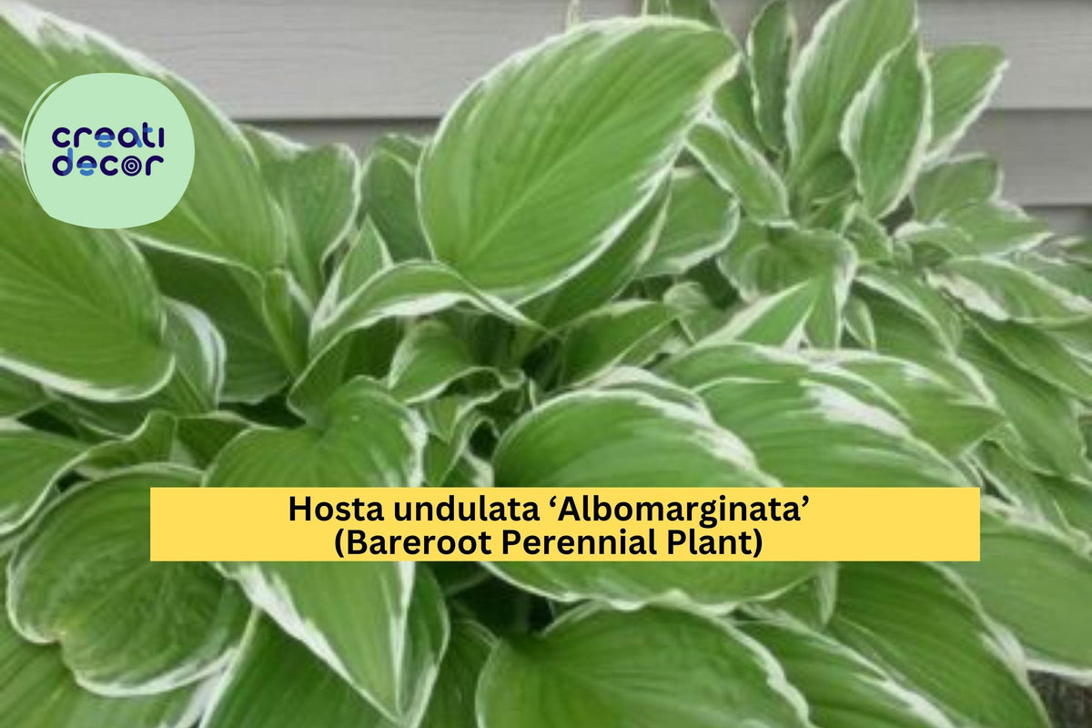 Hosta Plant Bareroot Variegated Green and White Leaves Hosta undulata ‘Albomarginata’ for Shade Gardens