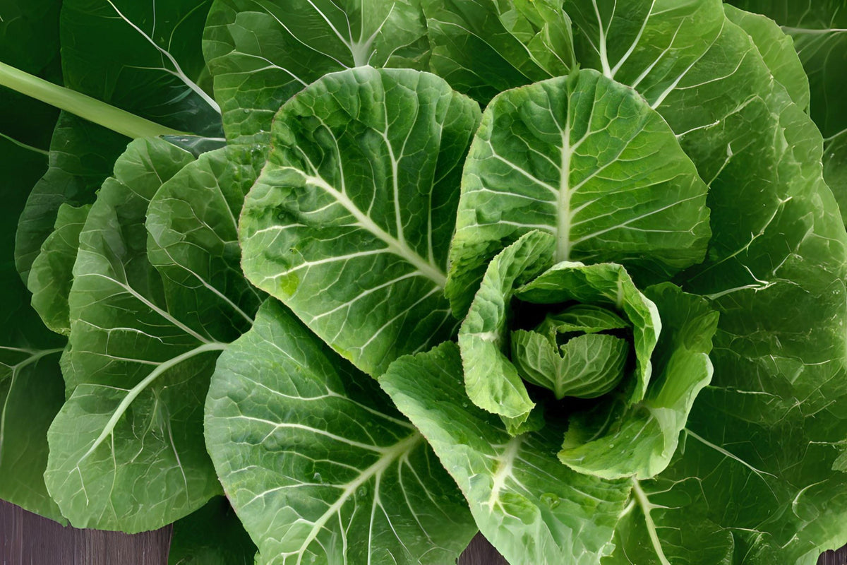 Collard Seeds - 300 Heirloom Vates Seeds, Cold-Hardy, Blue-Green Leaves, Brassica oleracea