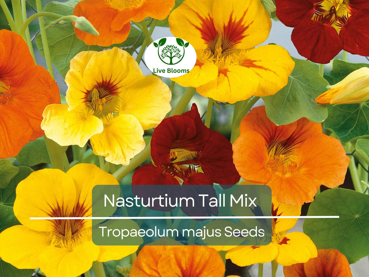 Nasturtium Seeds 25 Count, Tall Mix Edible Flowers, Heirloom Non-GMO, Vibrant Colors, Perfect for Gardens & Culinary Use