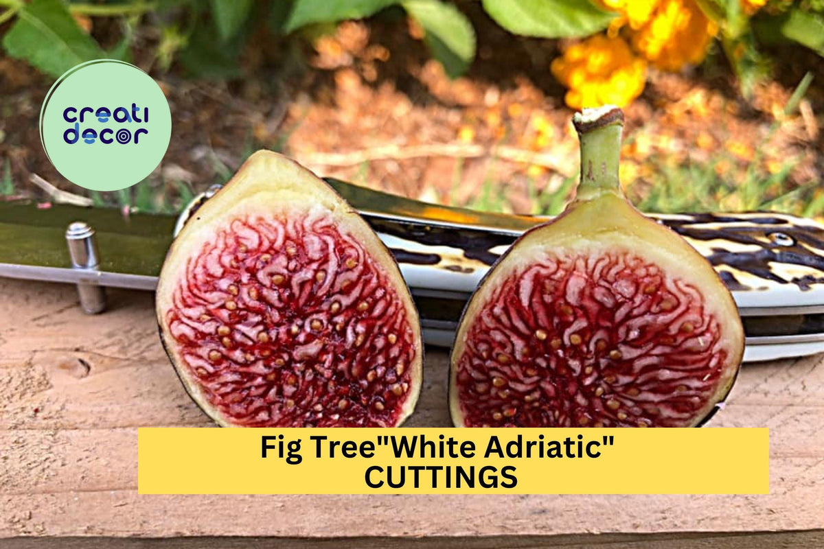 5 White Adriatic Fig Tree Cuttings | Ficus carica | Fresh Unrooted Starter Wood for Sweet Fruit Trees