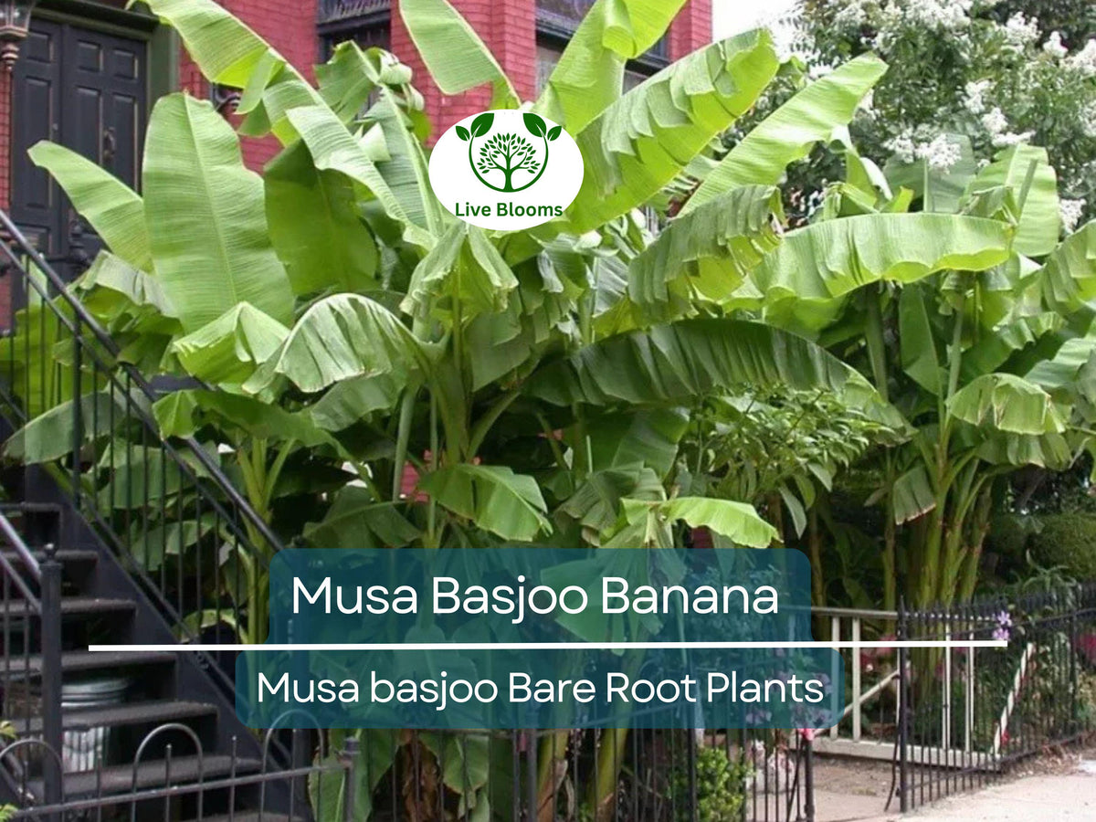 Musa Basjoo Banana Plant Starter Plug – Cold Hardy Tropical Herbaceous Perennial – Live Rooted Banana Tree for Zone 5–11