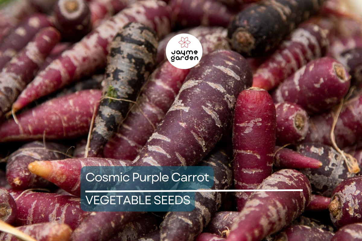 1,000 Cosmic Purple Carrot Seeds - Non-GMO, Open Pollinated, Daucus carota - Vibrant Purple Roots for Garden & Microgreens