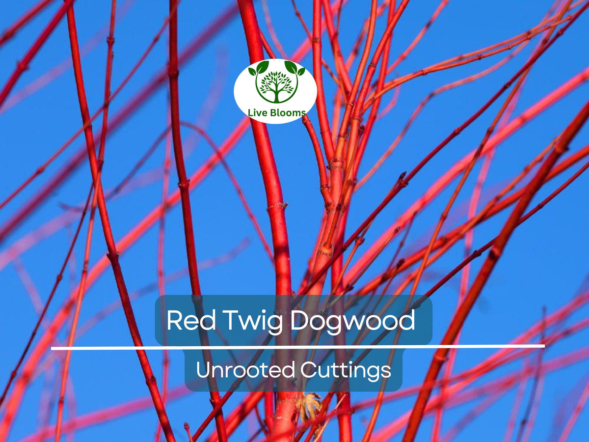 10 Unrooted Cuttings Red Twig Dogwood (Cornus sericea) - Fast Growing Native Shrub for Landscaping & Erosion Control