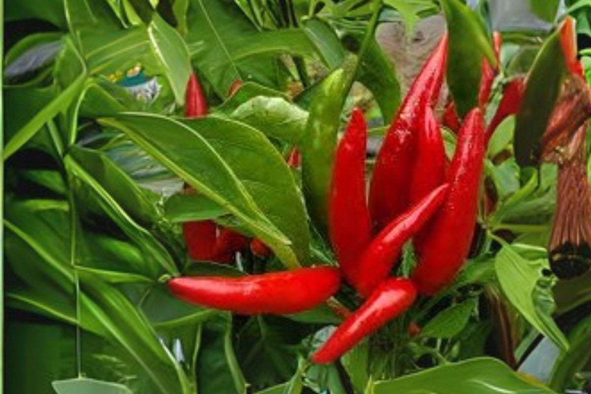 30 Seeds Thai Garden Bird Hot Pepper Heirloom Chili - Capsicum annuum for Container Gardening & Culinary Use