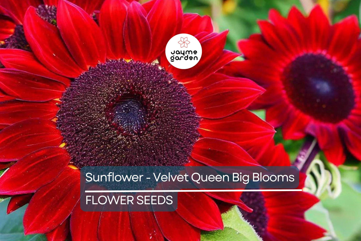 100 Velvet Queen Sunflower Seeds - Heirloom, Non-GMO, Red-Orange Blooms, Helianthus annuus, Pollinator Friendly, Easy to Grow