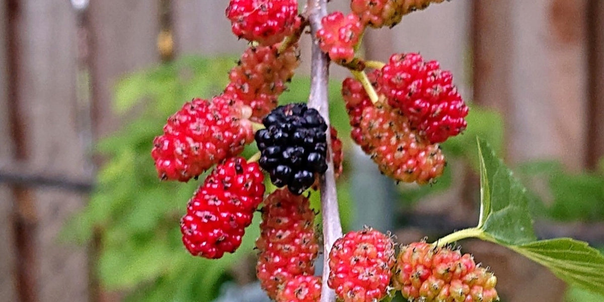 Live Bare Root Red Mulberry Tree - Morus rubra - Native Fruit Tree for Wildlife & Sweet Berries - Not Dwarf Variety
