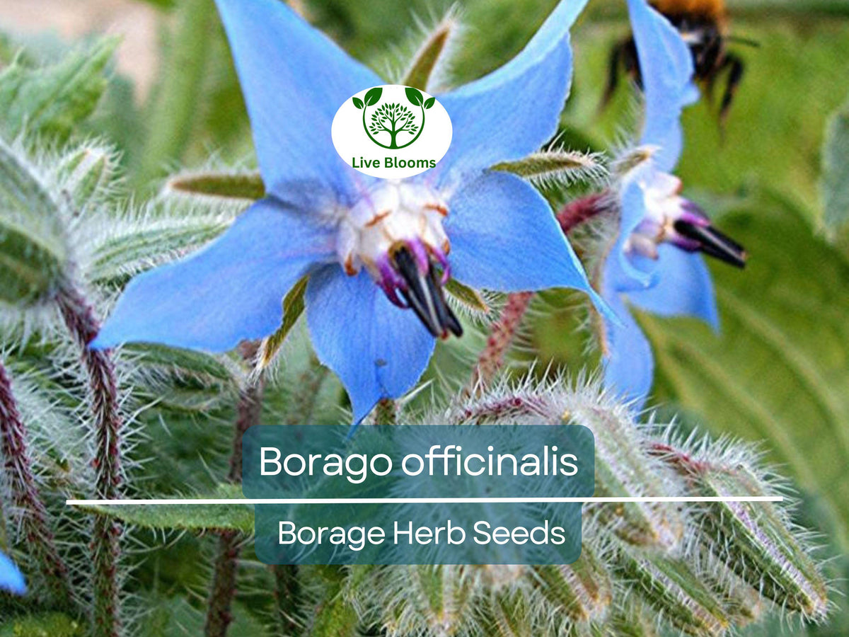 Borage Seeds 1 Gram - Edible Flowers, Pollinator Friendly Herb - Borago officinalis for Easy Garden Planting