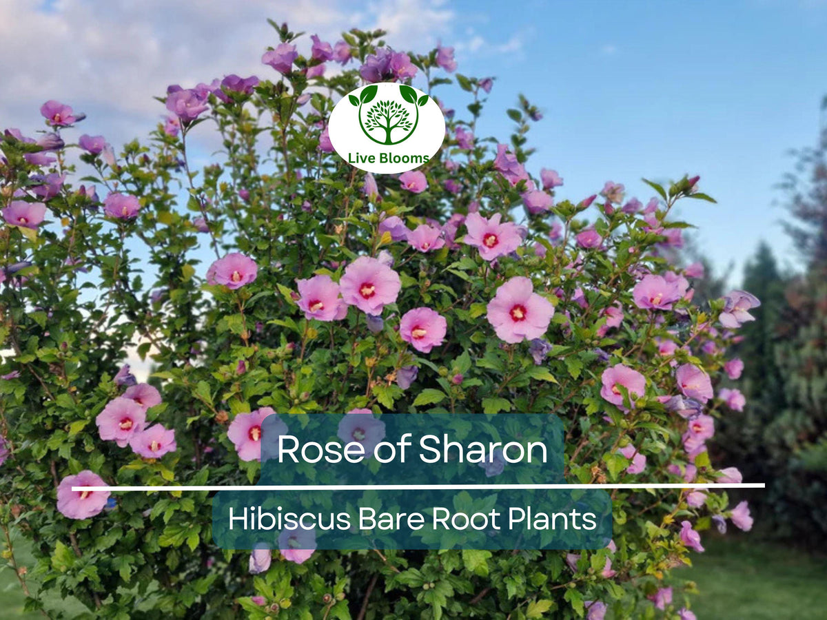 Rose of Sharon Plants - 6 Bare Root Hibiscus syriacus Seedlings - Hardy Flowering Shrubs - Summer Blooms, Pollinator Friendly