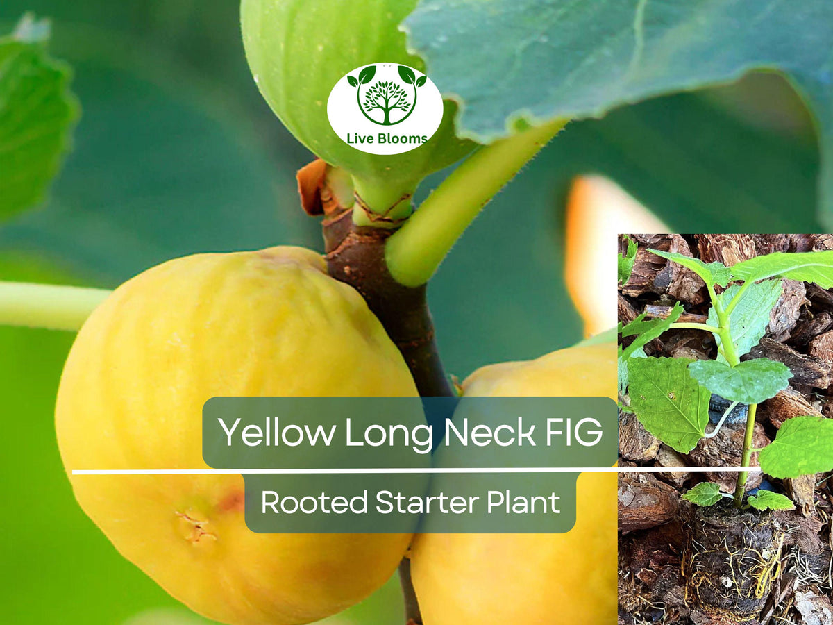 Rooted Yellow Long Neck Fig Plant - Ficus auriculata - Rare Tropical Fruit Starter Plant for Home Garden & Patios