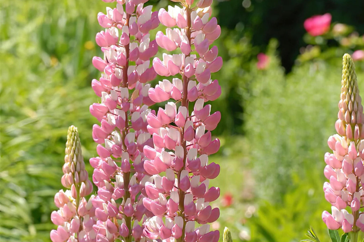 Chatelaine Lupine Seeds | Rosy Pink & White Flowers | Non-GMO Perennial | Attracts Hummingbirds & Butterflies | Lupinus polyphyllus