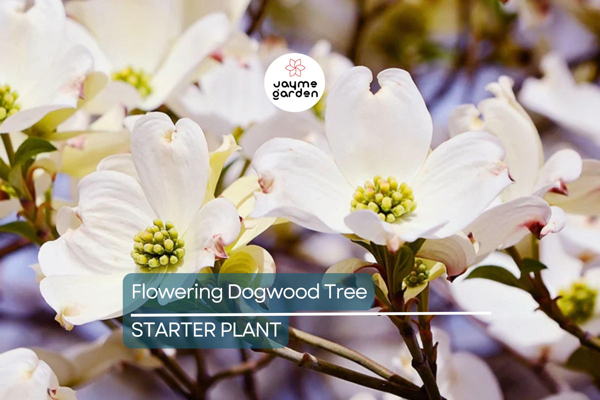 Live Flowering Dogwood Tree - Bare Root 2-3 Ft - Cornus Florida - White Spring Flowers, Red Fall Foliage, USDA Zones 4-9