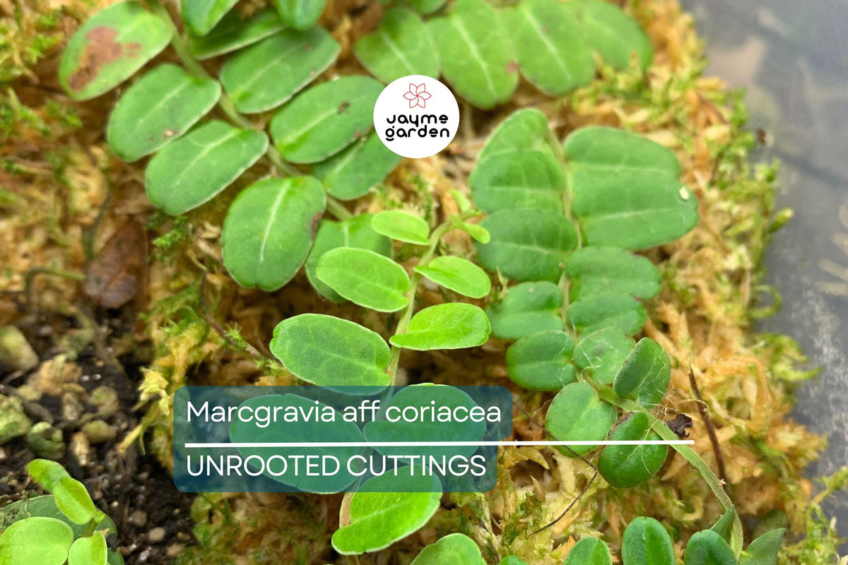 Marcgravia aff. coriacea 10-Leaf Cutting - Fast-Rooting Terrarium Plant for High Humidity, Ideal for Sealed Containers